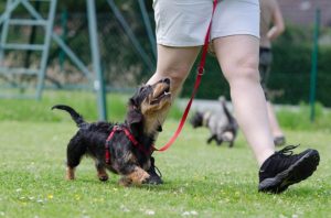 dog training common mistakes - smartdog.biz