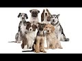 All Dog Breeds List In The World (A to Z)