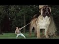 Top 10 BIGGEST Dog Breeds